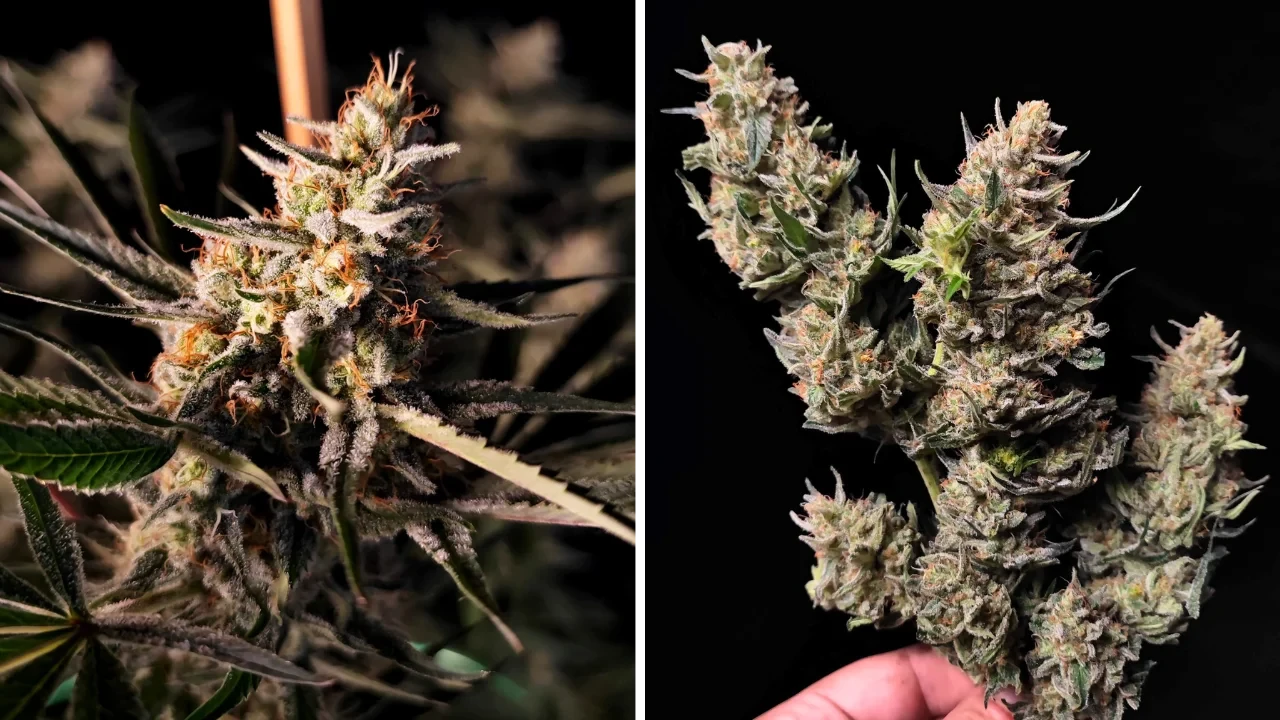 Lithium OG Kush from WeedSeedsExpress grown by Zurban_Poisonia on Growdiaries